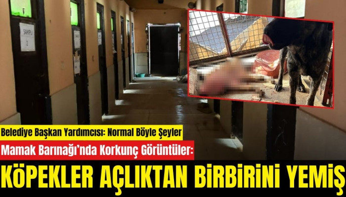 Mamak Barınağı’nda Korkunç Görüntüler: Köpekler Ölüme Terk Edildi